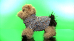 Winter Turtleneck Lapdog Sweater